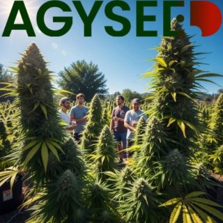 ČERVEN JE TADY! 🌞🌱 Čas na LEGENDÁRNÍ ÚRODU s Výnosnými Auty EXKLUZIVNĚ z Agyseed.cz! 🚀...