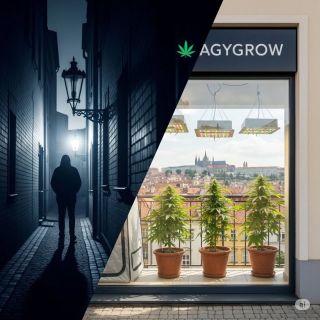 https://www.agyseed.cz/blog/anatomie-jedne-revoluce--jak-se-cesko-chysta-skoncovat-s-erou-konopne-prohibice/
