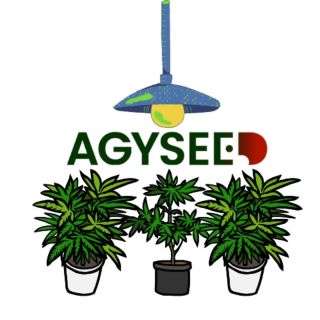 🌿 3 rostliny. Jeden dokonalý harvest. 🌿 Rule of Three není mýtus – je to chytrý přístup k pěstování, který šetří: 👉 čas 👉...